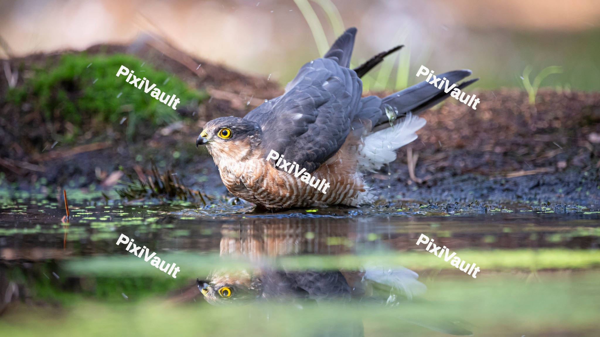 Eurasian Sparrowhawk
